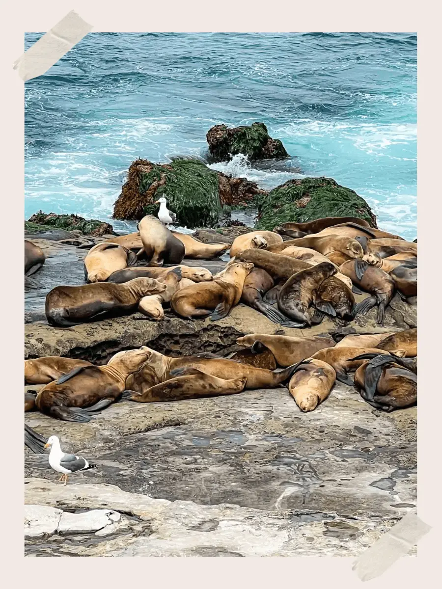 La Jolla Seals and Sea Lions