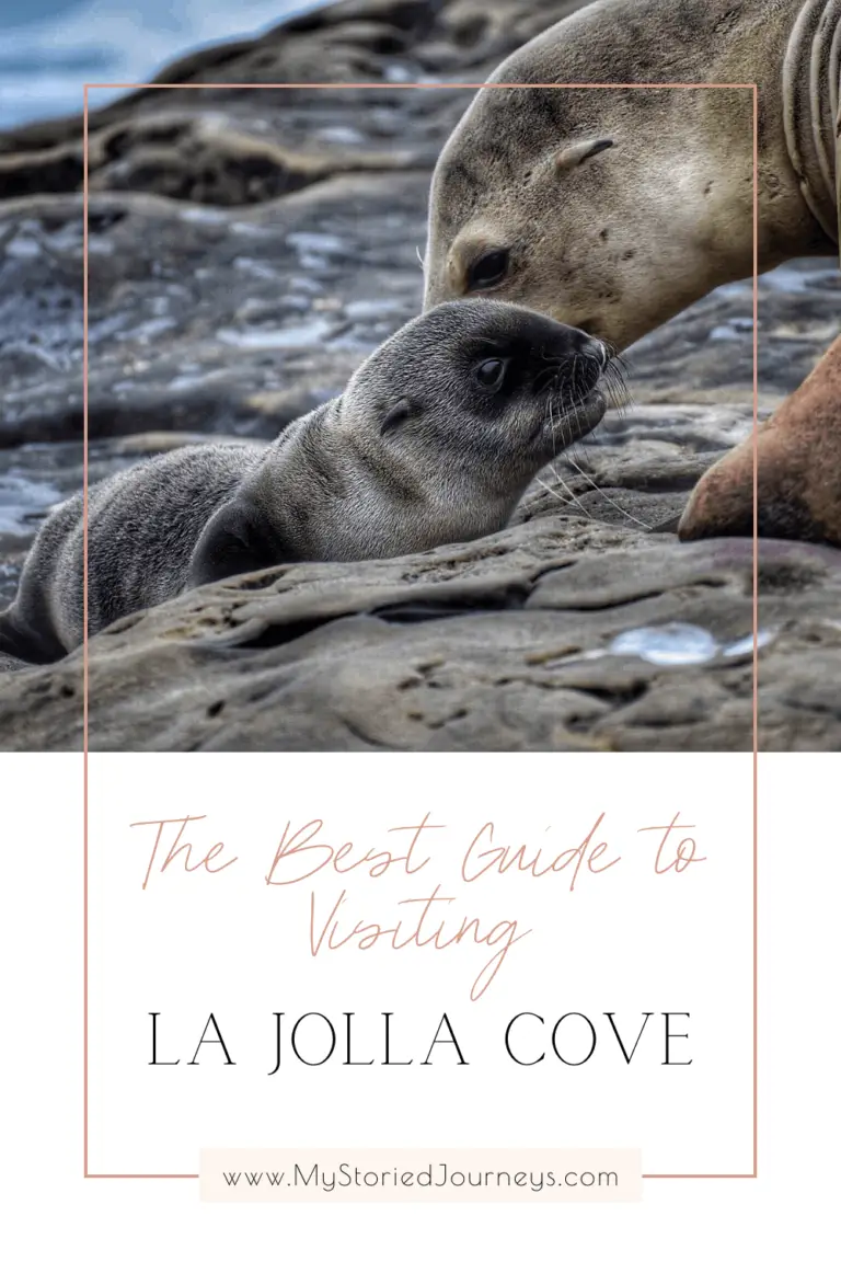 Guide to La Jolla Cove Seals