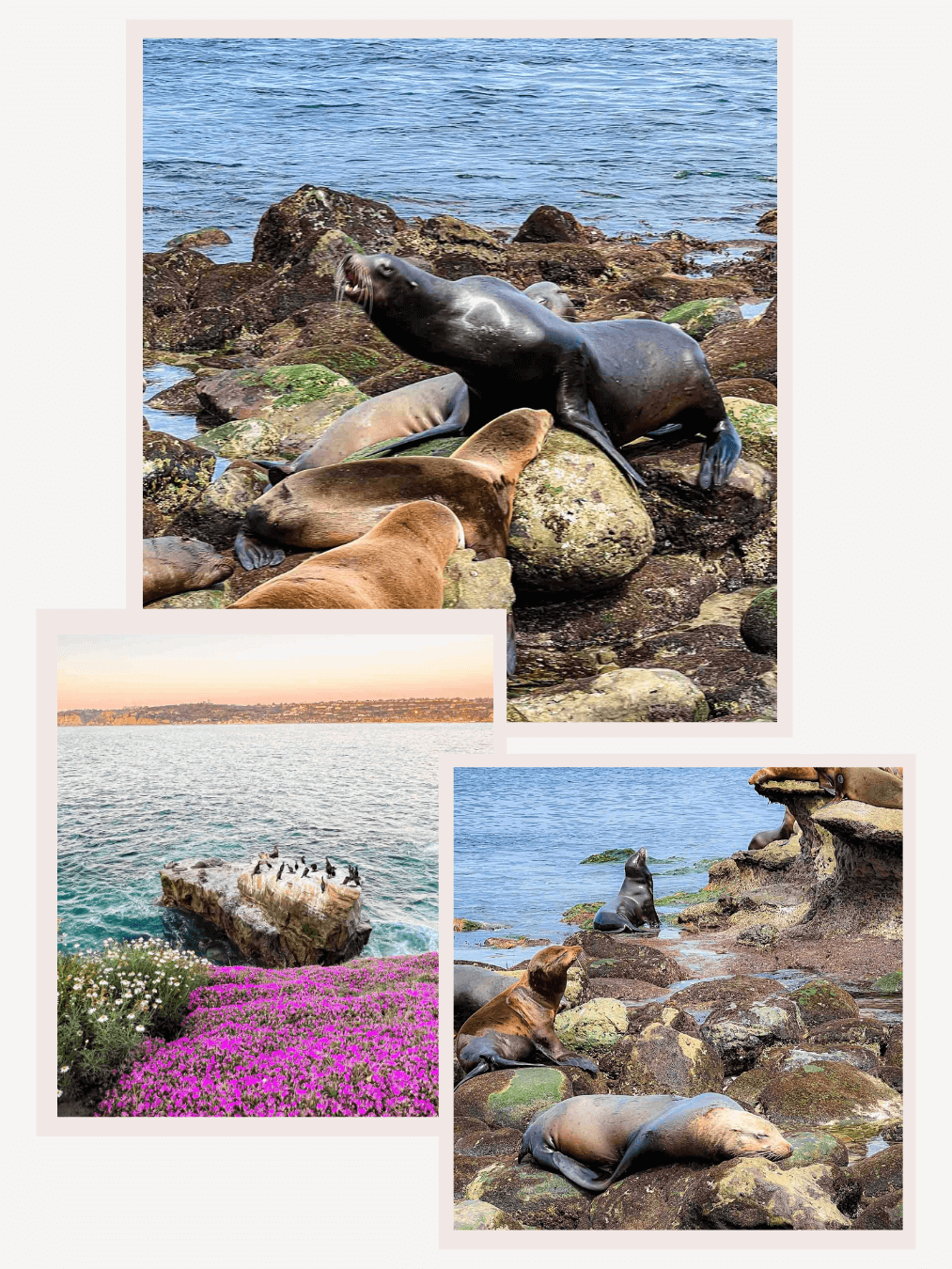 La Jolla Cove Seals and Sea Lions bask on the rocks and swim in the turquoise waters of La Jolla Cove, offering a unique wildlife viewing experience. The rocky shoreline, framed by clear skies and the sparkling ocean, makes La Jolla Cove a picturesque spot to observe these marine animals in their natural habitat - Collage