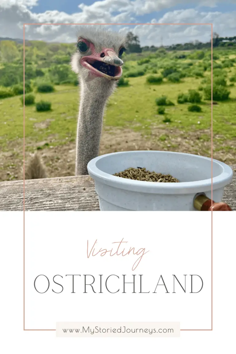 Up close with ostriches in Buelton California