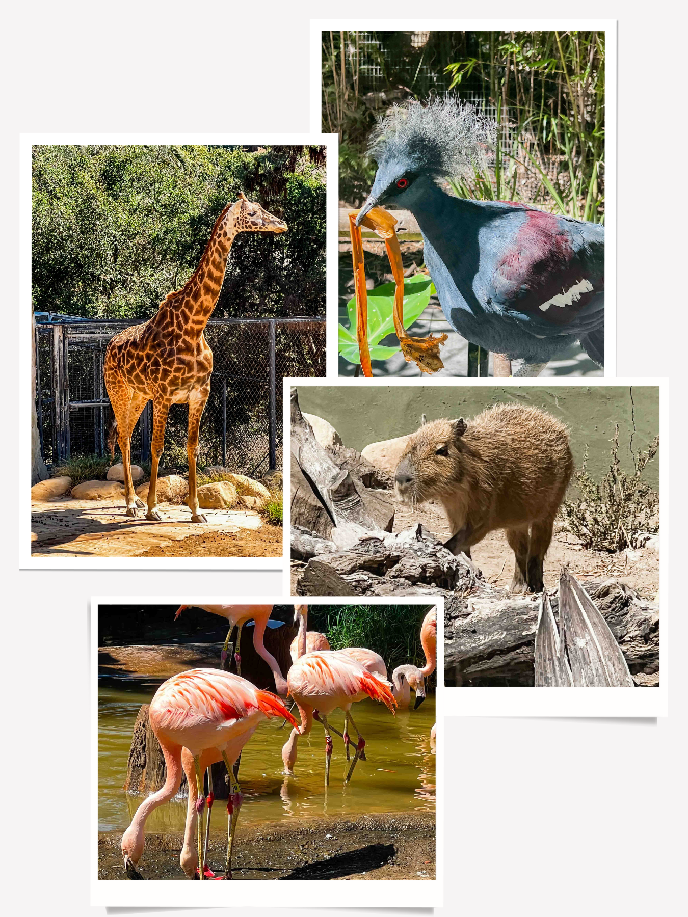 Santa Barbara Zoo