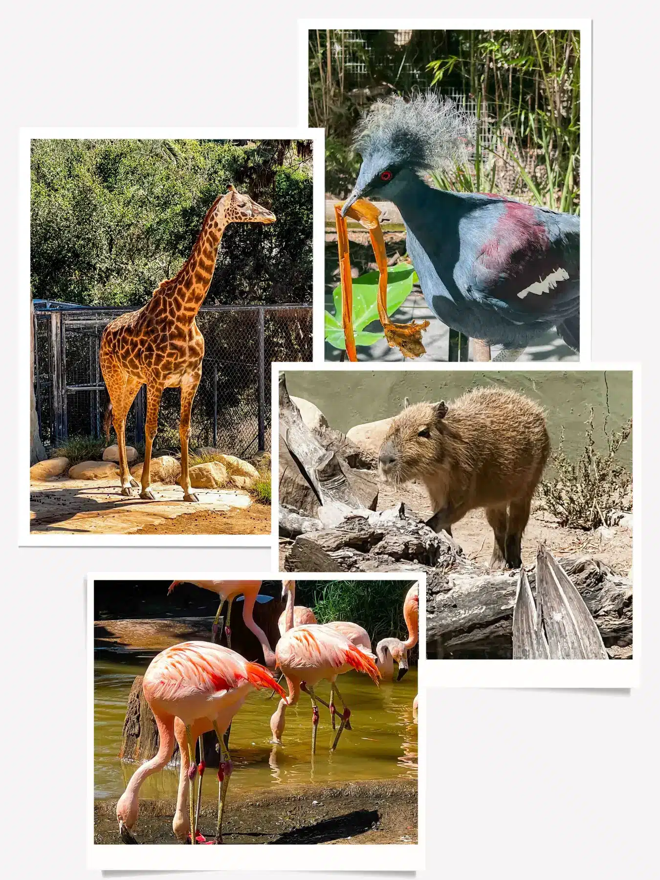 Santa Barbara Zoo