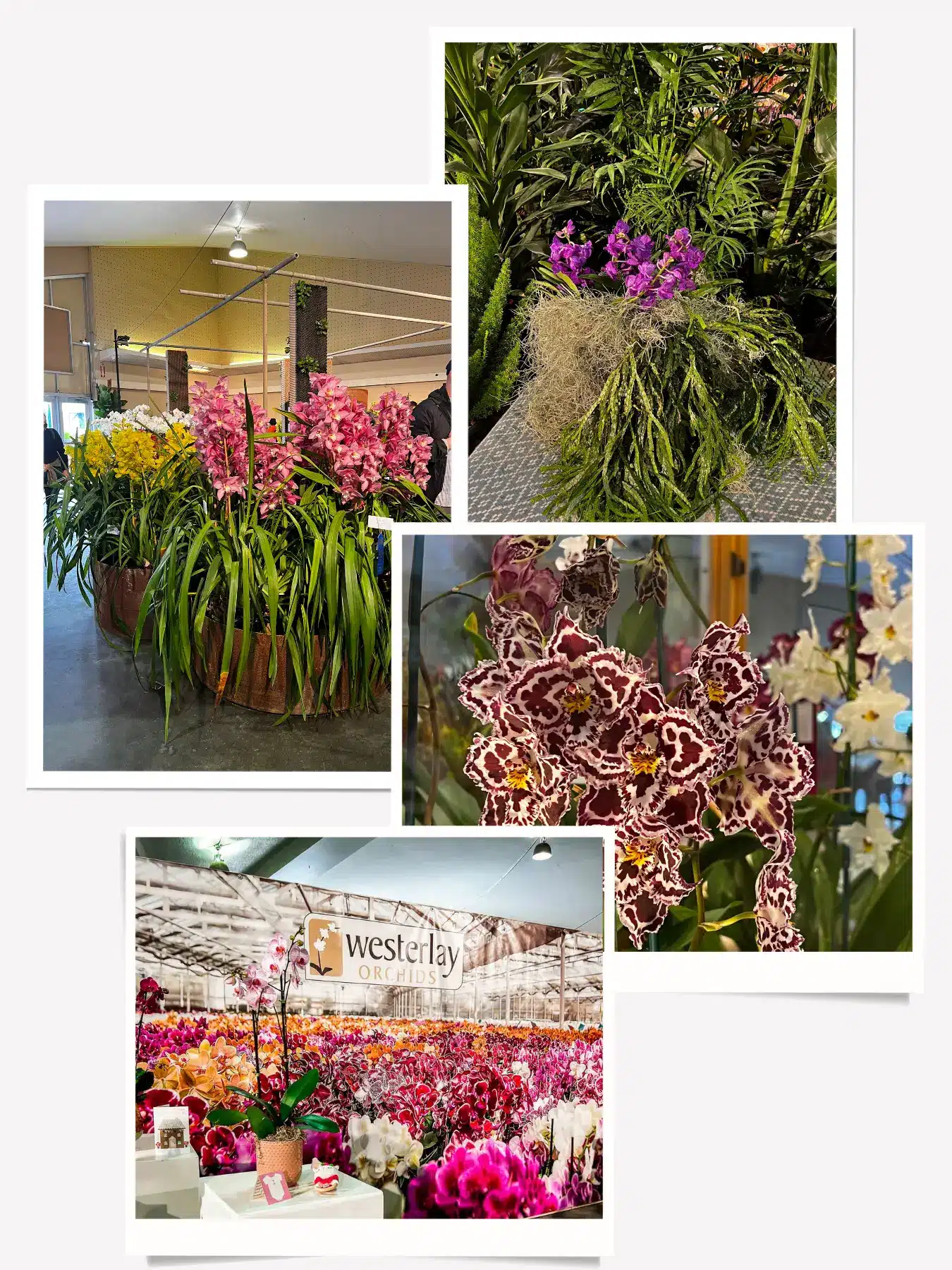 Santa Barbara International Orchid Show