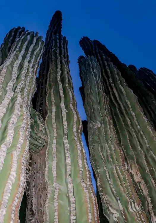 Giant Cardons of Punta Chivato