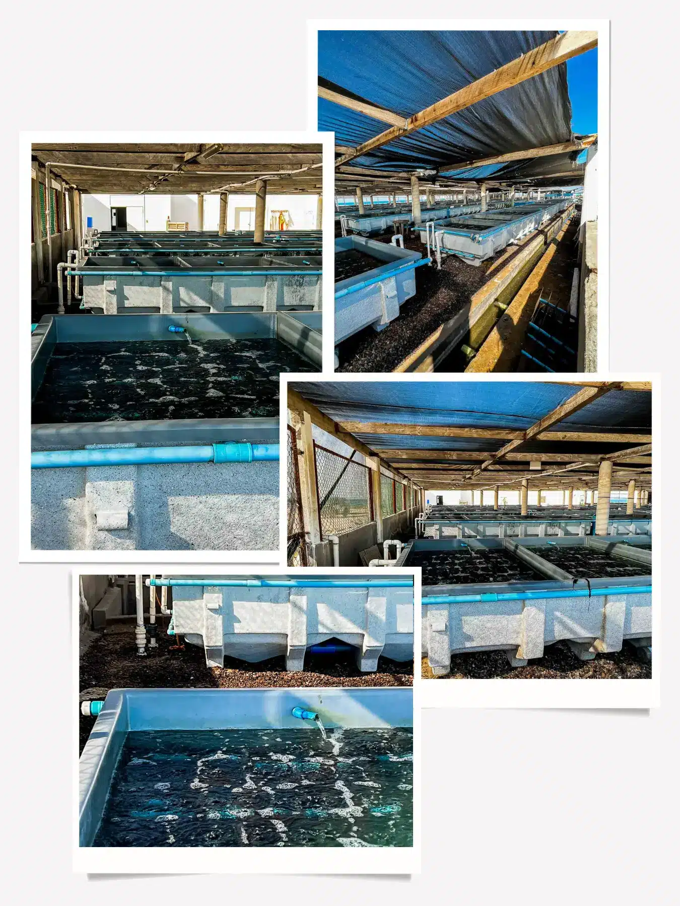 La Bocana Abalone Farm