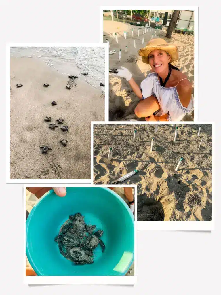 Turtle Release in Troncones