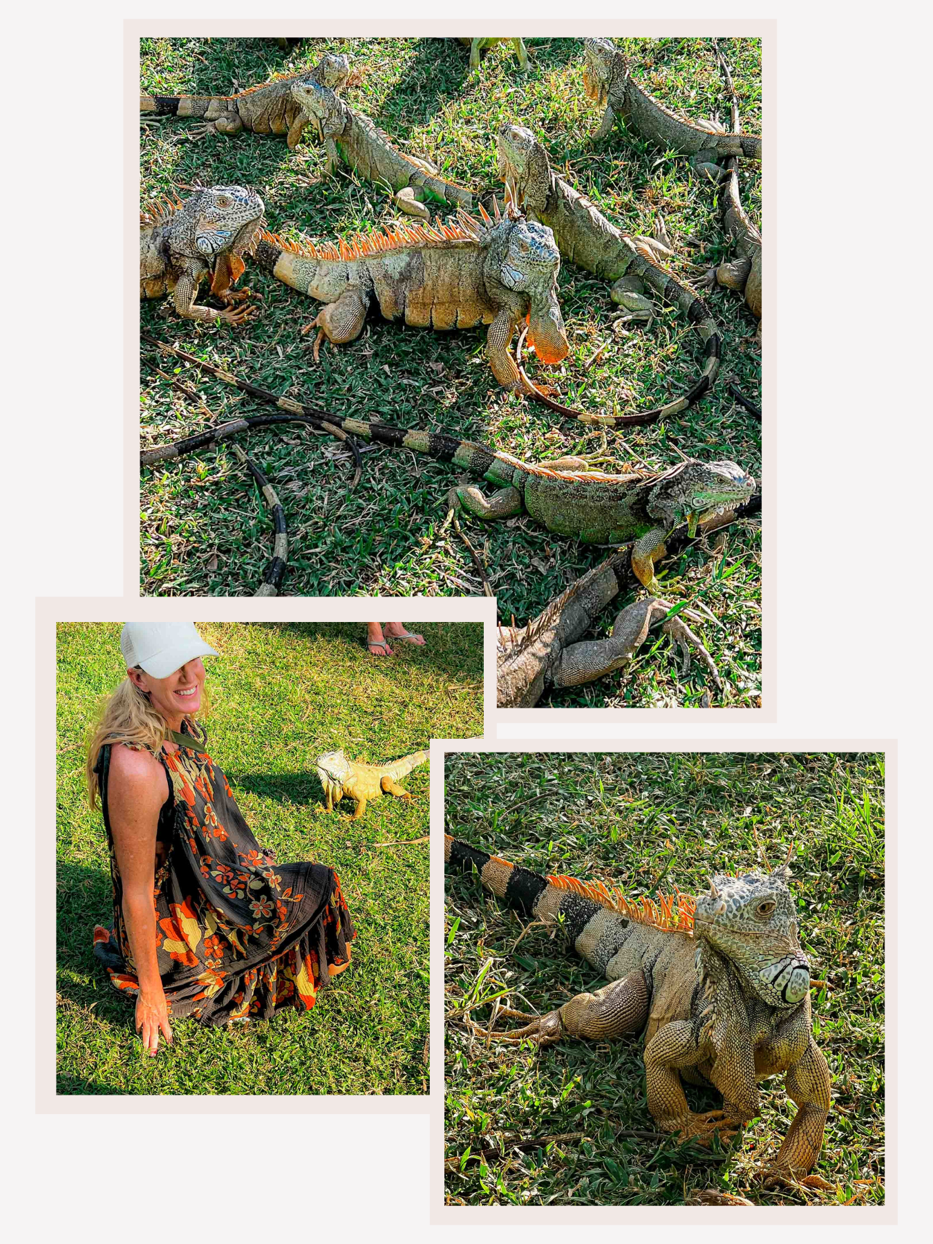 Troncones Iguana King