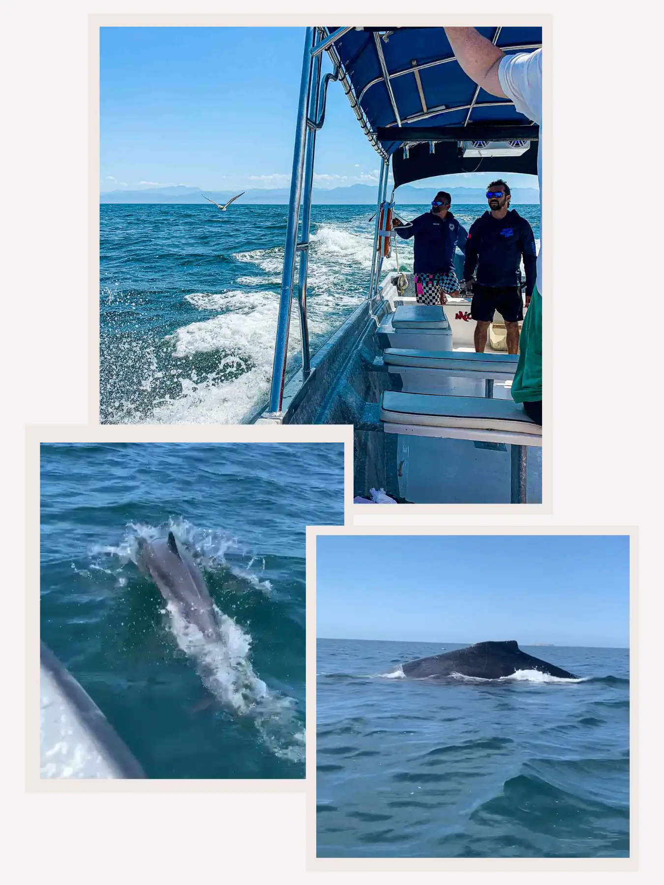 Punta Mita Whale Watching