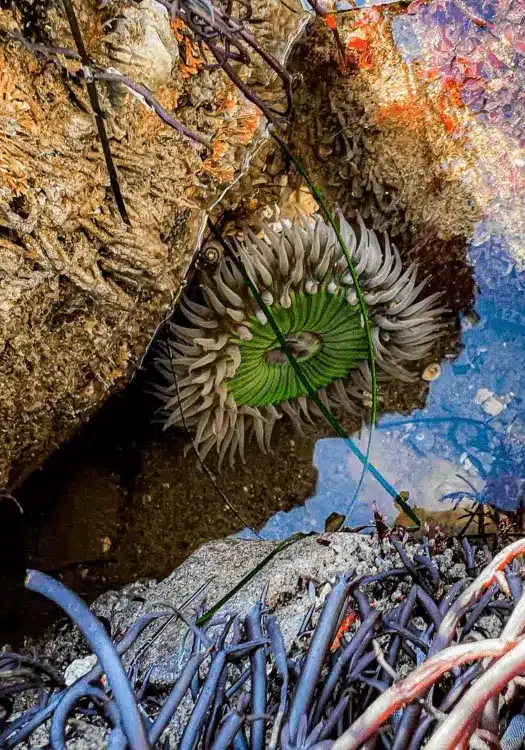 Rosarito Mexico