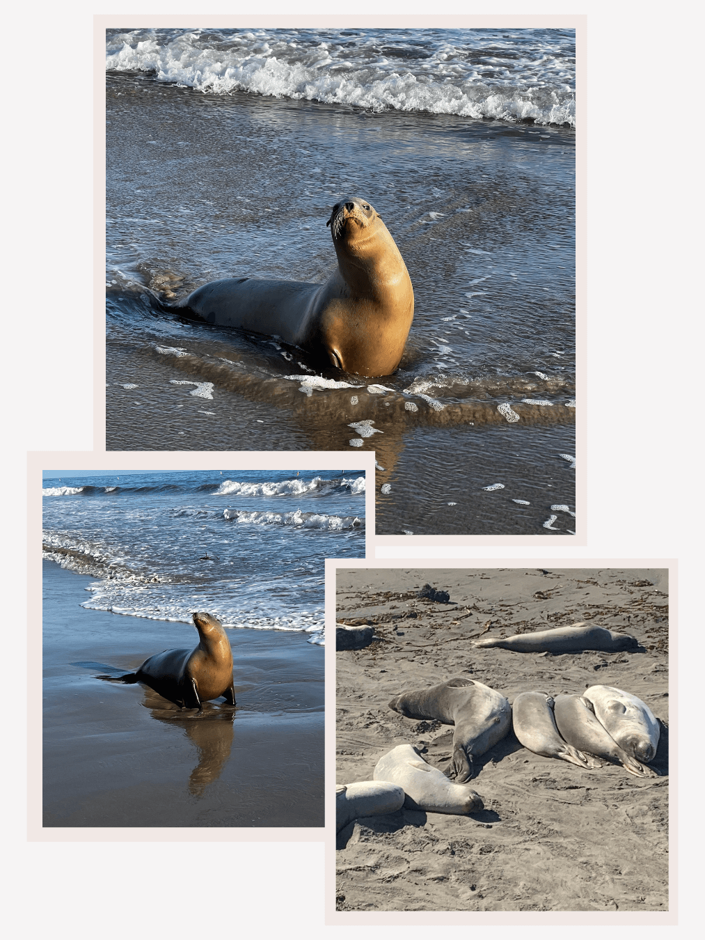 Carpinteria Seal Rookery