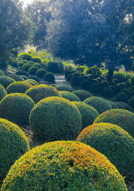 Château d'Amboise gardens, green round hedges with the warm sun cascading over them.